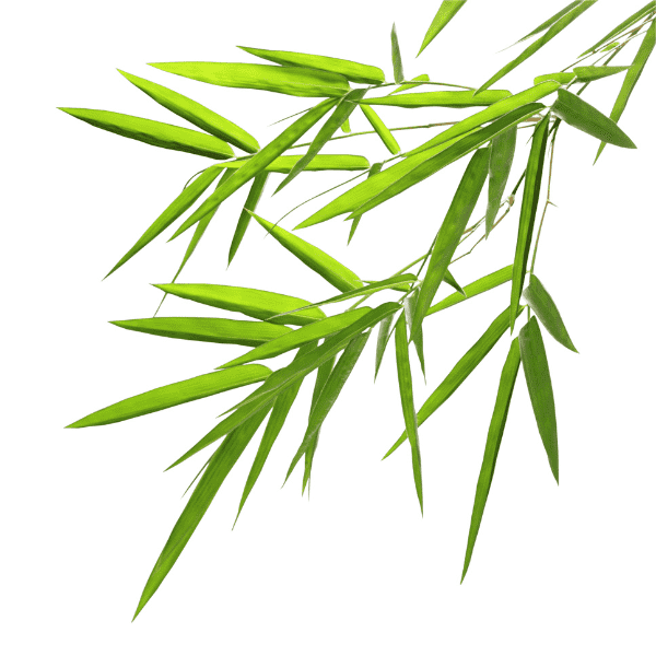Bambus Wachstum
