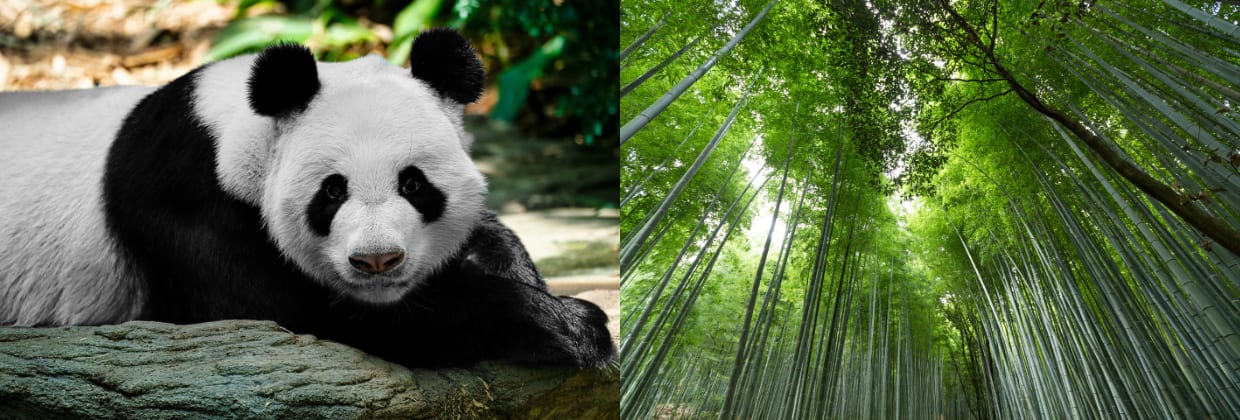 Panda Bambuswald