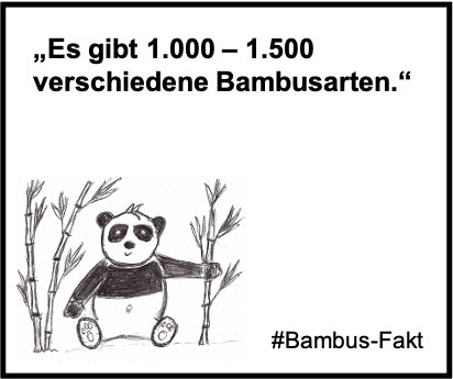 Es gibt 1.000 – 1.500 verschiedene Bambusarten.
