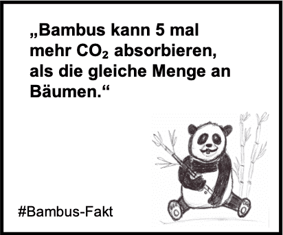 Bambus kann 5 mal mehr CO2 absorbieren, als die gleiche Menge an Bäumen.