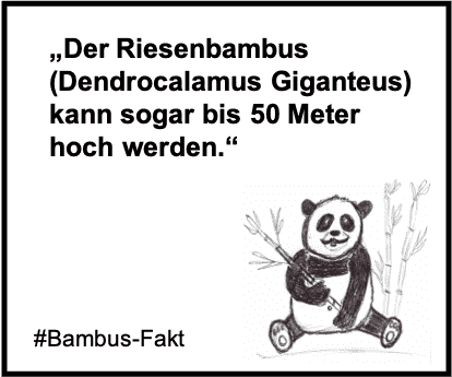 Der Riesenbambus (Dendrocalamus Giganteus) kann sogar bis 50 Meter hoch werden.